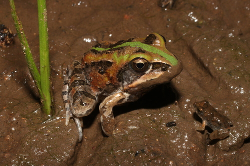 Common Ornate Frog, Hildebrandtia ornata