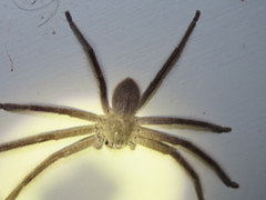 Isopeda leishmanni