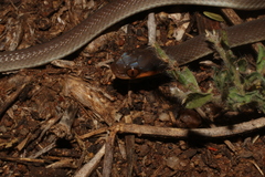 Crotaphopeltis hotamboeia
