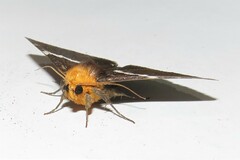 Buzara frontinus