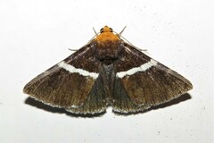 Buzara frontinus