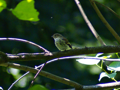 Ficedula