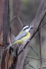 Falcunculus frontatus