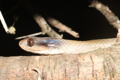 Crotaphopeltis hotamboeia