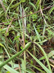 Cyperus niveus