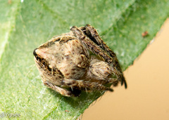 Eriovixia