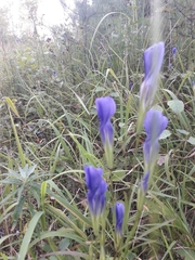 Gentianopsis barbata