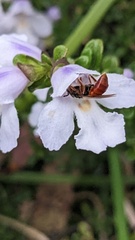 Prostanthera cuneata