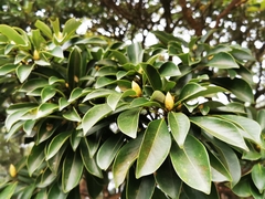 Machilus thunbergii