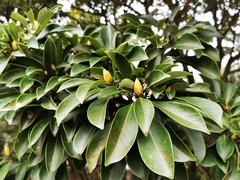 Machilus thunbergii