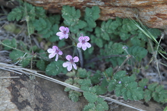 Erodium rupicola
