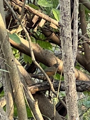 Turdus chrysolaus