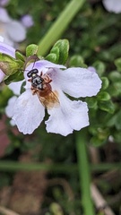 Prostanthera cuneata