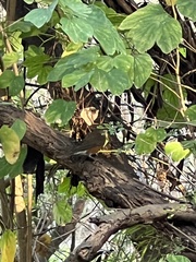 Turdus chrysolaus