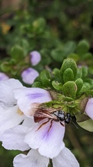 Prostanthera cuneata