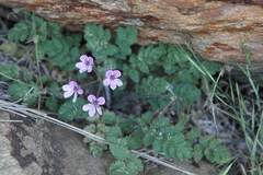 Erodium rupicola