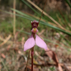 Eriochilus cucullatus