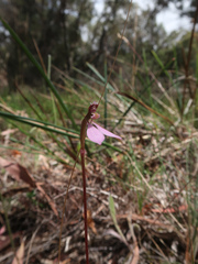 Eriochilus cucullatus