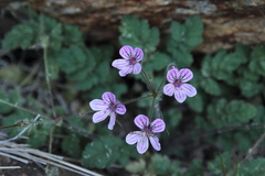 Erodium rupicola