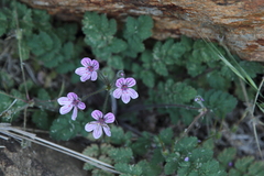 Erodium rupicola