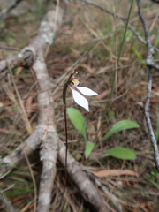 Eriochilus cucullatus