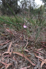 Eriochilus cucullatus