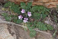 Erodium rupicola