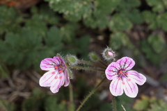 Erodium rupicola