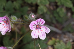 Erodium rupicola