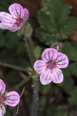 Erodium rupicola