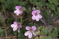 Erodium rupicola