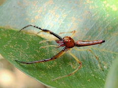 Viciria pavesii