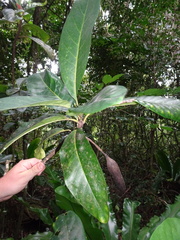 Atractocarpus bracteatus