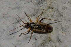 Harpocera thoracica
