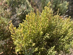 Tecticornia arbuscula