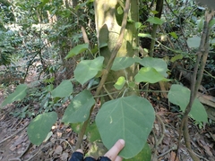 Endospermum chinense