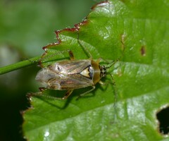 Harpocera thoracica