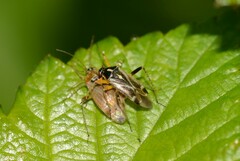 Harpocera thoracica