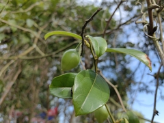 Adenia macrophylla