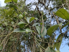 Adenia macrophylla