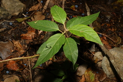 Deeringia arborescens