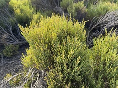 Tecticornia arbuscula