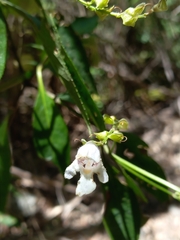 Prostanthera subalpina