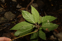 Deeringia arborescens