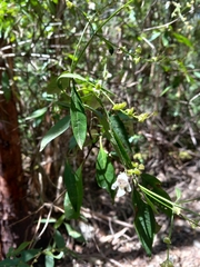 Prostanthera subalpina