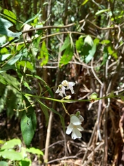 Prostanthera subalpina