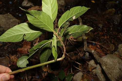 Image of Deeringia arborescens by (c) Greg Tasney, some rights reserved (CC BY-SA)