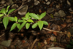 Deeringia arborescens