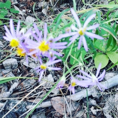 Galatella dahurica