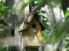 Passer montanus